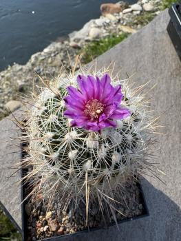 Stenocactus lloydii